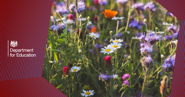 Coronation Wildflowers